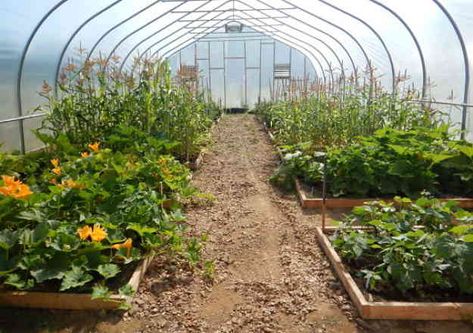 Plant Spacing And Positioning | High Tunnel Garden Ideas | How To Extend Your Growing Season Chicken Coop Sand, High Tunnel Greenhouse, Tunnel Garden, High Tunnel, Tunnel Greenhouse, Outdoor Greenhouse, Garden Houses, Crop Production, Weather Patterns