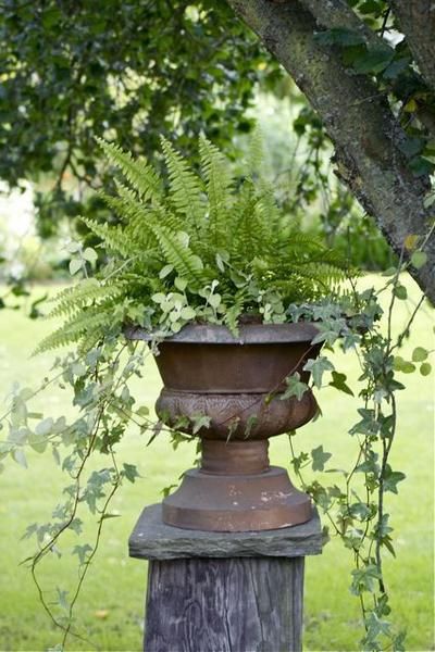 Weathered French antique garden urn with ferns on wooden stand Garden Urns, Have Inspiration, Garden Containers, Container Flowers, Garden Cottage, Shade Garden, Container Plants, Vertical Garden, Dream Garden