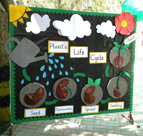 Parts Of A Plant Bulletin Board, Planting Kids Activities, Science Garden Ideas, Life Cycles Activities For Preschoolers, Stem Garden Projects, Plant Life Cycle Science Project, Parts Of A Flower Bulletin Board, Time Science Project, Plant Learning Activities