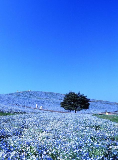 We love the blue flowers from Hitachi Seaside Park in Ibaraki,Japan. The pale blues found there made their way into Roberta Roller Rabbits Yamato Seashore collection. Hitachi Seaside Park, Seaside Park, Ibaraki, Flower Field, Pretty Places, Amazing Places, Places Around The World, Wonderful Places, Nature Pictures