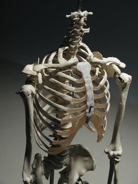 Human rib cage, 3/4 front view Human Rib Cage Photography, Ribs Art Reference, Human Rib Cage Anatomy, Skeleton 3/4 View, Rib Reference, Skull 3/4 View, Rib Cage Reference, Ribs Reference, Ribcage Reference