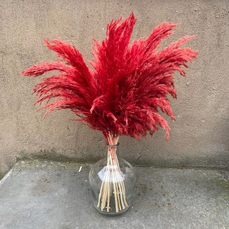 10 Stems Red Color L Size Real Dried Pampas Grass Bouquet | Etsy Serbia Red Pampas, Red Grass, Grass Bouquet, Dried Plants, Pampas Grass Bouquet, Dried Pampas, Plants Home, Pampas Grass Decor, Grass Decor