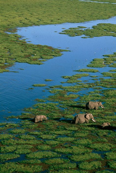 Amboseli National Park, Out Of Africa, Nairobi, Africa Travel, The Grass, Places Around The World, Aerial View, Beautiful Creatures, Tanzania