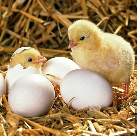 Pollo Animal, Hatching Chicks, Baby Chickens, Cute Chickens, Chickens And Roosters, Hens And Chicks, Down On The Farm, Baby Chicks, Chickens Backyard