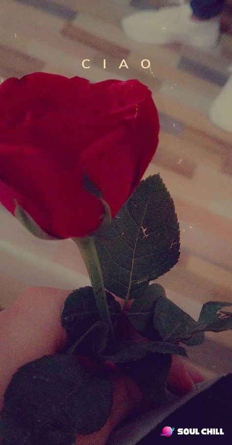 Rose Pics Flowers, Rose Snaps Snapchat, Rose In Hand Snapchat, Flower In Hand Aesthetic, Rose In Hand Aesthetic, Rose Snapchat, Rosé Snapchat, Rose Snap, Rose In Hand