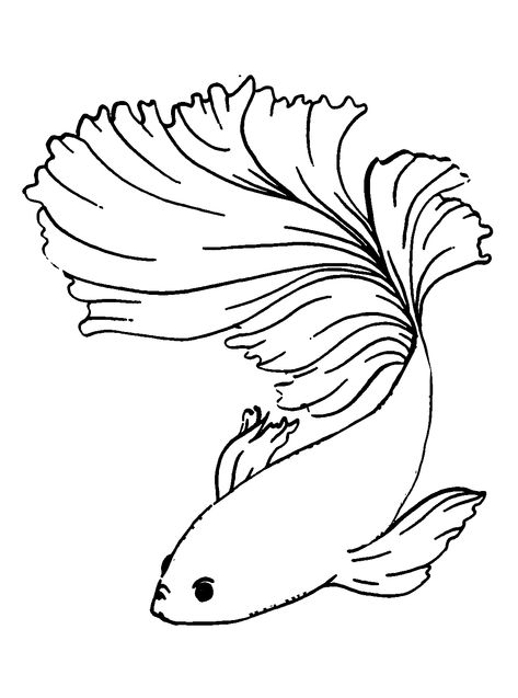 Betta Fish - Lol Coloring Pages Betta Fish Painting Easy, Betta Fish Sketch, Betta Fish Drawing, Koi Fish Sketch, Fish Line Drawing, Beta Fish Drawing, Fish Tank Drawing, Fish Outline, Lol Coloring Pages