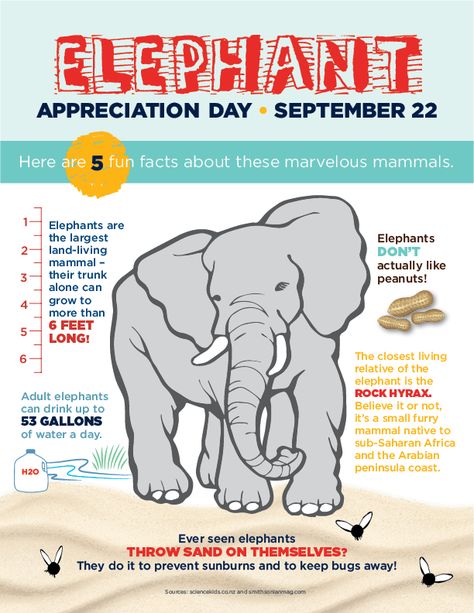 Fun Facts About Elephants for Elephant Appreciation Day - September 22nd Fun Facts About Elephants, Facts About Elephants, Elephant Quotes, All About Elephants, Elephant Facts, Elephant Photography, Fun Facts About Animals, Happy Elephant, Elephant Pictures