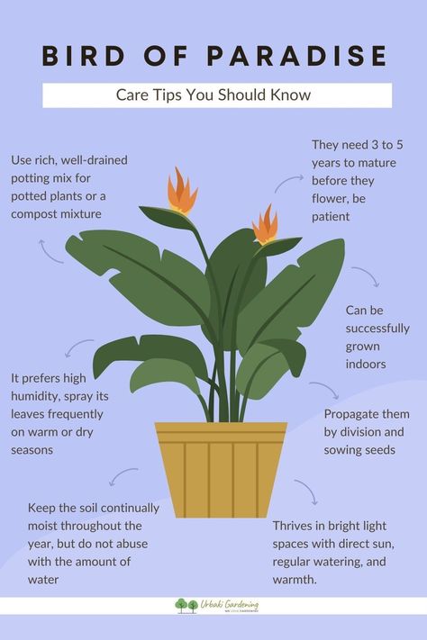 Bird Paradise Plant, Birds Of Paradise Plant Care, Indoor Bird Of Paradise, Bird Of Paradise Plant Care, Repotting Bird Of Paradise Plant, White Bird Of Paradise Plant Care, Bird If Paradise Plant Care, White Bird Of Paradise Plant Indoor, Birds Of Paradise Care Tips