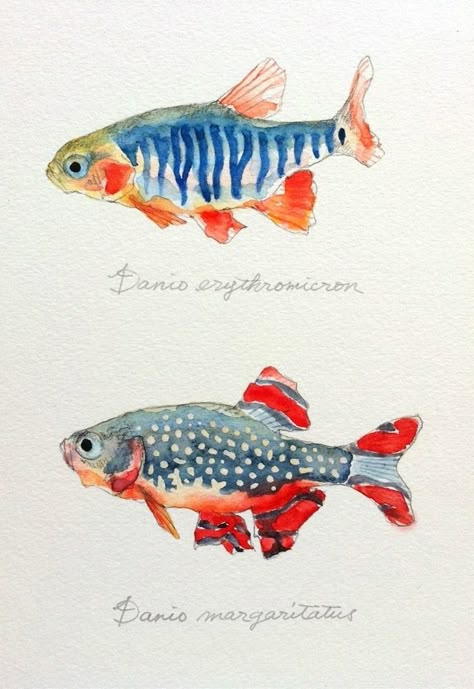 Akvarel Illustration, Family Watercolor, Colored Water, Watercolor Fish, Fish Illustration, Two Fish, Fish Drawings, 수채화 그림, Canvas Painting Ideas