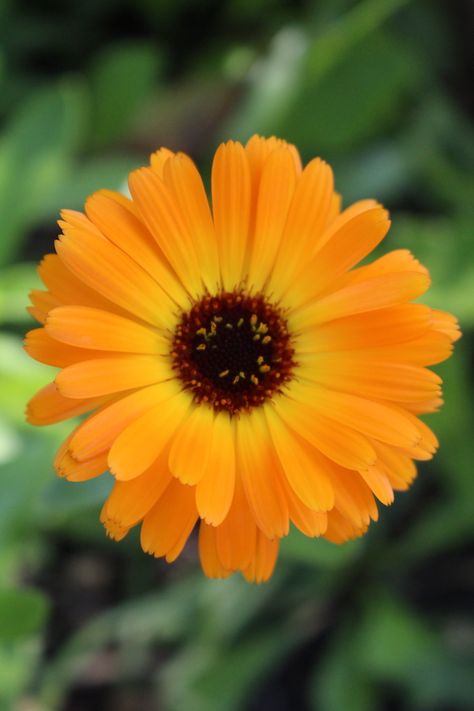 How to Make Calendula Oil (& Ways to Use It) Medicinal Flowers, Edible Flower Garden, Herbal Shampoo, Calendula Benefits, Shampoo Recipe, Homemade Cosmetics, Calendula Flower, Calendula Oil, Winter Plants