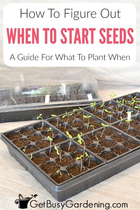 When To Plant Seeds Indoors, When To Start Seeds Indoors, When To Start Seeds, When To Plant Seeds, Planting Dates, What To Plant When, Planting Seeds Indoors, Planting Schedule, Start Seeds Indoors