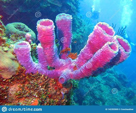 Multi-Tubed Azure Vase Sponge. Photo about porifera, demosponge, solitary, most, sponge, sponges, unusual, scuba, caribbean, bahamas, azure, south, florida, reef, diver - 142355909 Tube Sponge Coral, Phylum Porifera, Dragon Fire Pit, Beautiful Tropical Fish, Glass Coral, Underwater Painting, Sea Plants, Dragon Fire, Under The Ocean