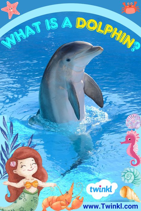 What Is A Dolphin? Wiki Pets Activities For Kids, Dolphin Facts For Kids, Dolphin Habitat, Dolphin Facts, A Dolphin, Facts For Kids, Vocabulary Activities, Help Kids, Wonderful World