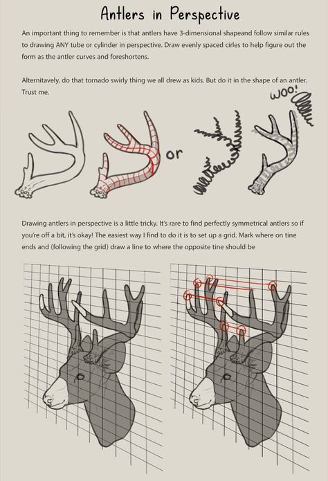 Deer Antlers Reference, Deer Antlers Side View, Antler Drawing Reference, Deer Fursona Art, Antler Reference, Deer Antlers Drawing, Types Of Deer, Deer Hooves, Antlers Drawing