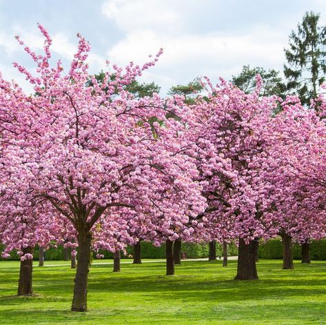 Cherry Blossom Backyard Gardens, Cherry Trees In Landscape, Cherry Blossom Plant, Cherry Blossoms Tree, Cherry Blossom Garden, Japanese Cherry Blossom Tree, Cherry Plant, Pink Cherry Blossom Tree, Pink Blossom Tree