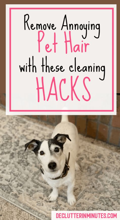 Pet Hair Cleaning Hacks, Dog Hair Cleaning, Dog Hair Removal, Pet Hair Vacuum, Hair Cleaning, Cleaning Pet Hair, Pet Area, Excess Hair, Up Dog