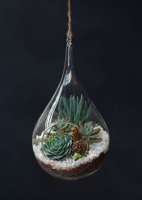 Teardrop-terrarium-echeveria-DIY Teardrop Terrarium, Tall Succulents, Hanging Glass Terrarium, Diy Succulent Terrarium, Hanging Terrarium, Tiny Garden, Succulent Centerpieces, Succulent Garden Diy, Hanging Succulents