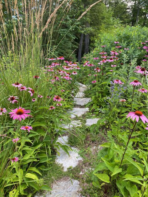 Nantucket Style Gardens, Daisies In Garden, Native Plant Combinations, Meadow Garden Landscaping, Native Wildflower Garden, Meadow Lawn, Wildlife Garden Ideas, Native Lawn, 1950s Bungalow