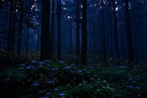 Dark Blue Banner, Background Forest, 숲 사진, Helloween Wallpaper, Wallpapers Ipad, Forest Night, Blue Banner, Night Forest, Blue Forest