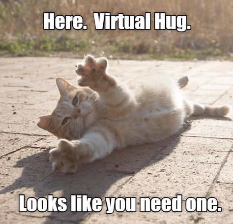 Cat Hug, Virtual Hug, Funny Animal Jokes, Cat Quotes, Funny Cat Memes, Funny Cat Pictures, Funny Cute Cats, Animal Jokes, The Funny