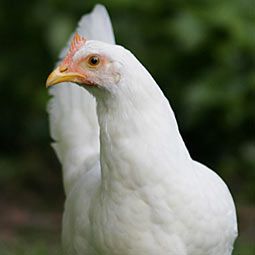 Chicken Breeds - Leghorn (White)      Egg Laying: Very Good (4/wk)  Egg Color: White  Egg Size: X-Large Best Egg Laying Chickens, Pet Chicken, How To Raise Chickens, Egg Laying Chickens, Raise Chickens, Keeping Chickens, Egg Laying, Chickens And Roosters, Backyard Farming