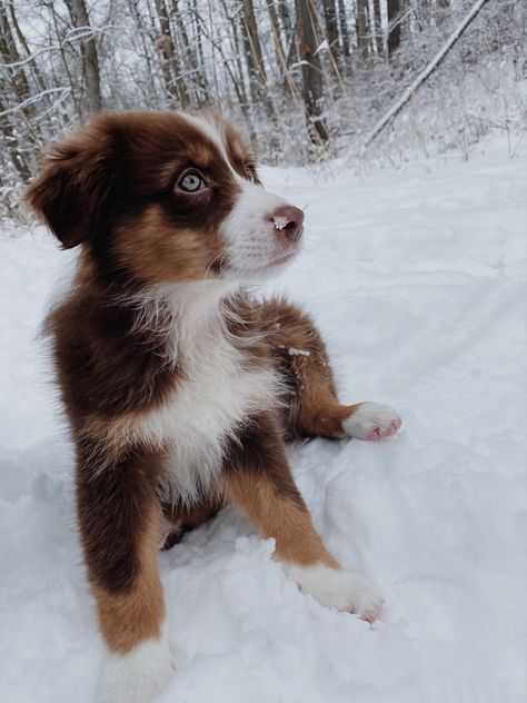 Red Aussie Shepherd, Red Tri Australian Shepherd Puppy, Toy Aussies, Red Aussie, Aussie Puppy, Aussie Winter, Toy Aussie Shepherd, Red Tri Australian Shepherd, Mini Aussie Puppy