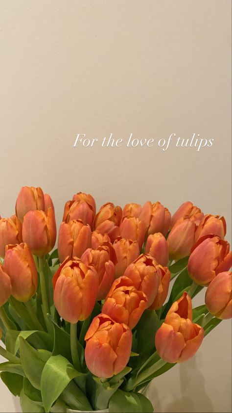 Orange Flower Quotes, Orange Outfit Captions For Instagram, Tulips Quotes Love, Tulips Quotes Inspiration, Orange Tulips Aesthetic, Tulips Instagram Story, Tulip Captions, Tulip Quotes, Tulips Quotes