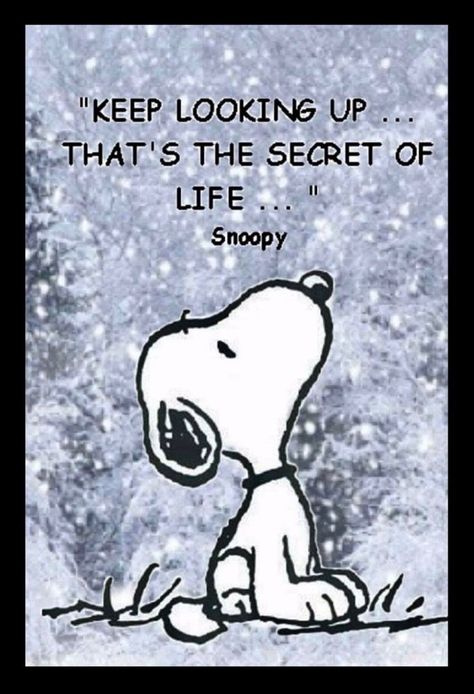 7 Snoopy Quotes That Redefine The Art Of Being Happy Peanuts Quotes, The Secret Of Life, Charlie Brown Quotes, Secret Of Life, Image Positive, Grace Quotes, Keep Looking Up, Snoopy Cartoon, Snoopy Funny