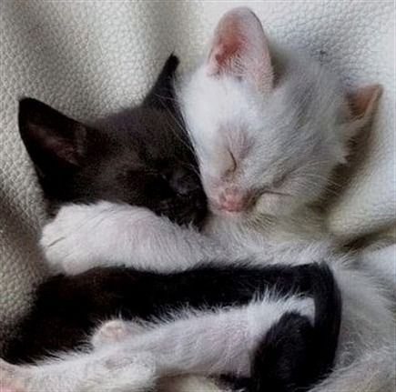 Incredible Photos That Show Their Whole Beauty #cat #kitten #kittens #photo Unlikely Animal Friends, Cat Post, Cute Cats Photos, Cat Aesthetic, Cute Cats And Kittens, Silly Cats, Pretty Cats, Cute Little Animals