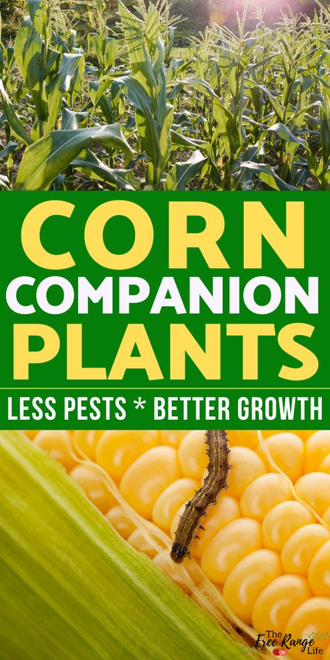 Okra Companion Planting, Eggplant Companion Plants, Cucumber Companion Plants, Potato Companion Plants, Companion Planting Guide, Companion Planting Chart, Companion Planting Vegetables, Companion Gardening, Growing Corn