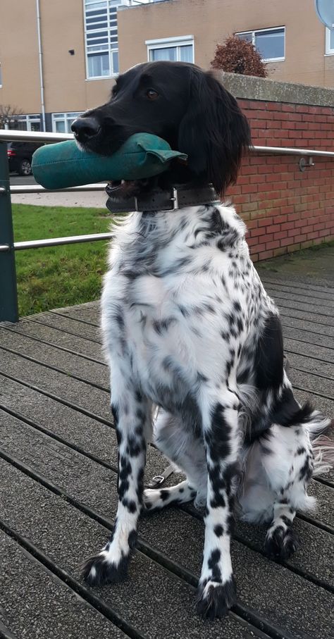 Munsterlander Dog, Large Munsterlander, Hunter Dog, English Setter Dogs, Rare Dog Breeds, Akc Breeds, Rare Dogs, Medium Dog, Herding Dogs