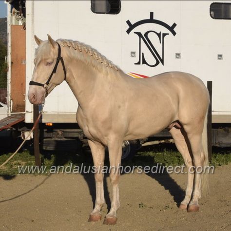 Cremello Horse, Pre Stallion, Horse Land, Andalusian Stallion, Kathiyawadi Horse, Horse Lead, Marwari Horses, Horse Coats, Dream Horse