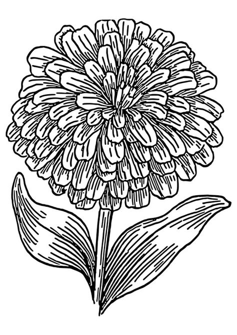 Coloring page zinnia Biology Plants, Unicorn Flower, Printable Flower Coloring Pages, Unicorn Flowers, Printable Flower, Preschool Coloring Pages, Zinnia Flowers, Free Coloring Sheets, Quote Happy