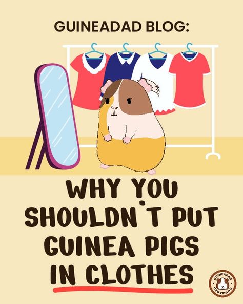 Pigs In Clothes, Pig Clothes, Guinea Pig Clothes, Pig Care, Guinea Pig Care, Guinea Pig, Cute Photos, Guinea Pigs, Pigs