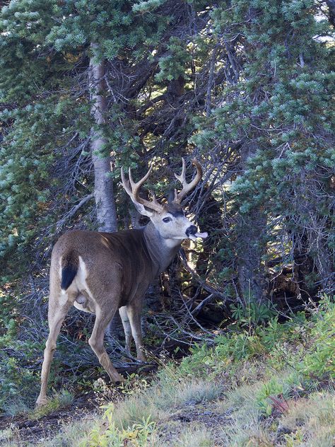 Blacktail Deer, Olympic National Park Washington, Deer Pictures, Deer Buck, Mule Deer, Olympic National Park, Washington State, Mule, Moose