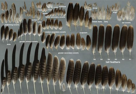 eagle feathers Bald Eagle Feather, Eagle Feather Tattoos, Feather Identification, Types Of Feathers, Hawk Feathers, Imperial Eagle, Eagle Feather, Eagle Feathers, Feather Fan