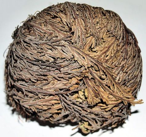 Resurrection Plant, Rose Of Jericho, Indoor Water Garden, Dry Desert, Spring Rain, Architecture Drawing Art, Healing Herbs, House Plants Indoor, Back To Life