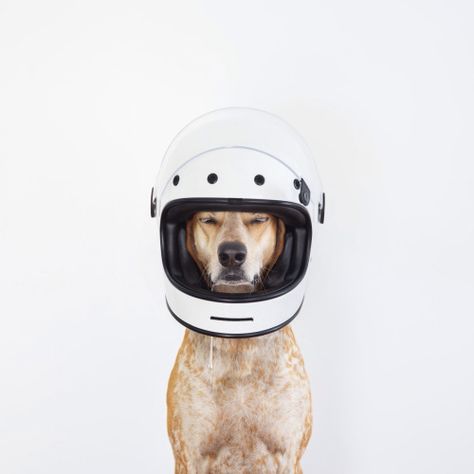 Theron Humphrey, Race Helmet, Future Astronaut, Organized Clutter, Amstaff Puppy, Dog Photoshoot, Animals Dogs, Rocket Dog, Dog Photography