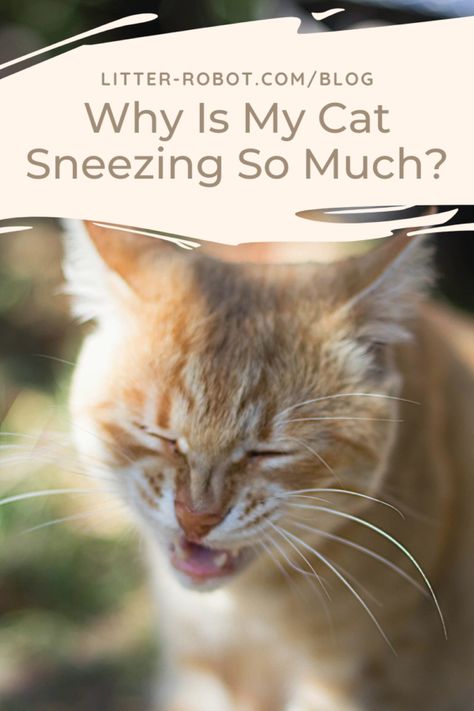 Cat Sneezing Remedies, Cats Sneezing, Sneezing Remedies, Cat Liter, Dog Sneezing, Cat Remedies, Cat Sneezing, Cat Cold, Sinus Allergies