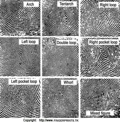 Fingerprint Types, Fingerprint Science, Types Of Fingerprints, Mystery Unit, Science Week, Science Club, Science Activity, Science Projects For Kids, Private Eye