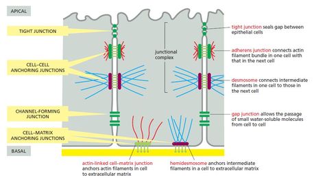 A summary of the various cell junctions found in a vertebrate epithelial cell, classified according to their primary functions👇 📎In the most apical portion of the cell, the relative positions of the junctions are the same in nearly all vertebrate epithelia. 📎The tight junction occupies the most apical position, followed by the adherens junction (adhesion belt) and then by a special parallel row of desmosomes; together these form a structure called a junctional complex. 📎Gap junctions and a... Cell Junctions, Cell Junction, Gap Junction, Tissue Engineering, Scientific Diagram, The Cell, Printing Techniques, The Professional, Biology