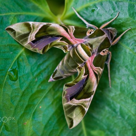 Green Moth, Tarantula Hawk, Back Of Leg Tattoos, Carl Linnaeus, Virginia Creeper, Cool Bugs, Butterfly Poster, Hawk Moth, Rose Images