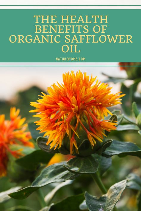 Safflower Oil Benefits, Herbalist Recipes, Low Porosity Hair Care, Improve Your Memory, Refined Oil, Low Porosity Hair Products, Learning Support, Edible Oil, Starting A Garden