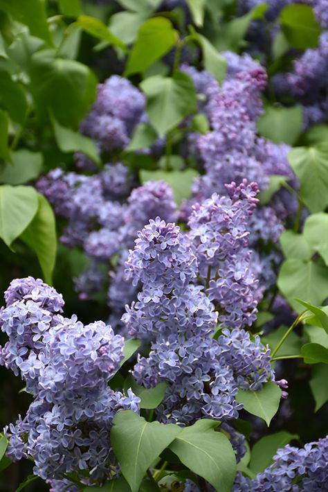 Lilac Syringa, Sky Blue Flowers, Common Lilac, Brampton Ontario, Syringa Vulgaris, Wedgewood Blue, French Lilac, Fragrant Garden, Garden Plan