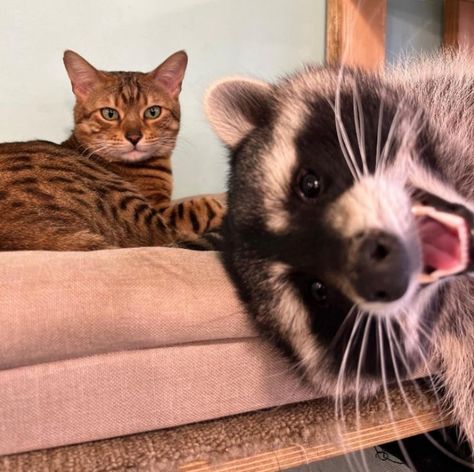 Karl n friends Raccoon And Cat, Trash Pandas, Pet Raccoon, Cute Raccoon, Raccoon Funny, Just Chilling, Trash Panda, Pretty Animals, Silly Animals