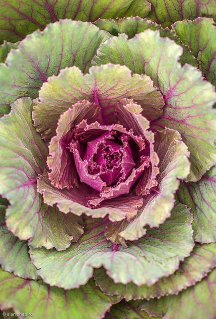 Brassica ornamental kale. Varying colors, I like the texture. Flowering Kale, Ornamental Kale, Ornamental Cabbage, Cabbage Roses, Ornamental Plants, Rose Cottage, Patterns In Nature, Botanical Art, Macrame Plant Hanger