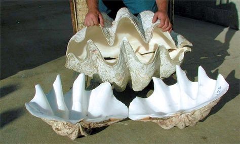 Seashell Sculpture, Large Clam Shell, Giant Clam Shell, Giant Clam, Oyster Shell Crafts, Diy Marble, Disney Fun Facts, Shell Crafts Diy, She Sells Seashells