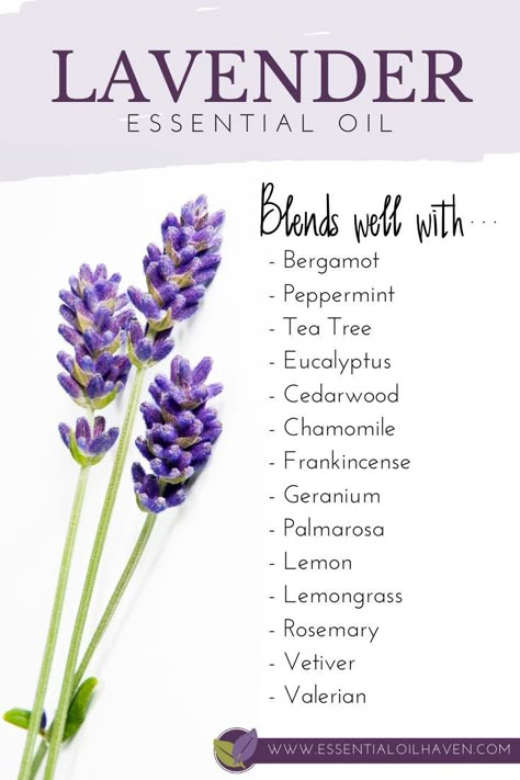 Lavender blends well with these 10 essential oils. Starting to mix your own essential oils together? Got a bottle of Lavender? Start with this list of oils for blending. #lavender #essentialoils #blending #blends #essentialoilhaven Lavender Oil Blends, Lavender Blends, Lavender Essential Oil Benefits, Lavender Essential Oil Uses, Oils For Headaches, Lavender Benefits, Essential Oils For Sleep, For Headaches, Essential Oil Blends Recipes