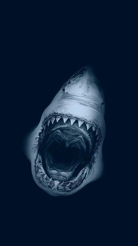 Shark Iphone Wallpaper, Shark Wallpaper Iphone, Shark Background, Lup Singuratic, Scary Ocean, Sharks Scary, Shark Photos, Shark Pictures, Shark Jaws