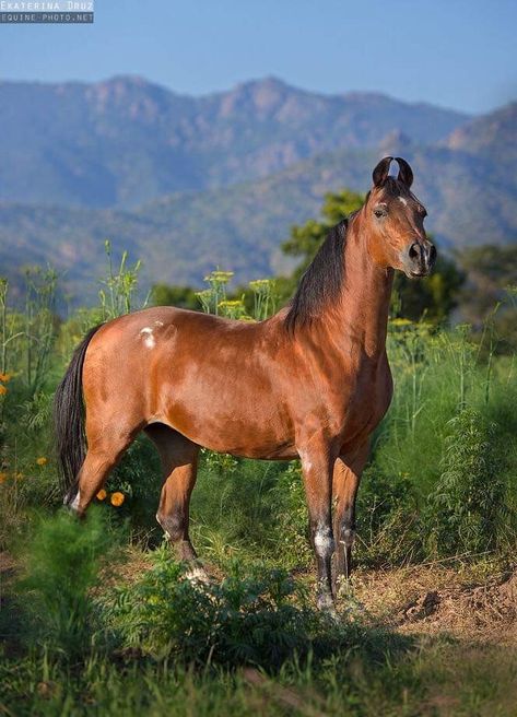 Kathiawari Horse, Horse Species, Aesthetic Horses, Divine Creatures, Kathiyawadi Horse, Rare Horse Breeds, Paintings Wallpaper, Stud Farm, Marwari Horses